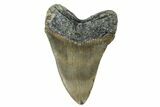 Fossil Megalodon Tooth - North Carolina #165421-1